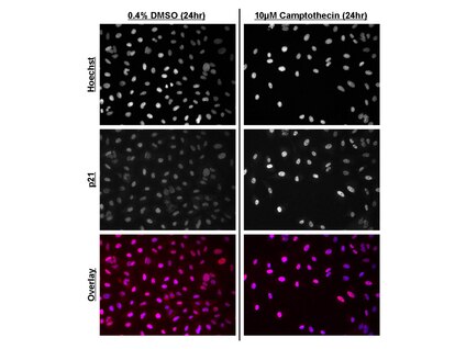 <b>Immunofluorescence of camptothecin-treated A549 cells.</b> A549 cells were plated on 96-well plates and treated with 10µM camptothecin or 0.4% DMSO control for 24 hours prior to fixation. Cell handling, fixation and immunostaining were performed using HCS234 kit reagents and protocols. Cells were imaged on a GE IN Cell Analyzer 1000 (3.4) at 20X objective magnification. Top and middle panels: Monochromatic images of Hoechst HCS Nuclear Stain and p21 fluorescence. Note the increase in p21 nuclear intensity following camptothecin treatment. Bottom panel: Fused images of Hoechst HCS Nuclear Stain (blue) and p21 fluorescence (red). Note that auto-contrasting in fused images may result in haziness due to low intensity signal contribution.